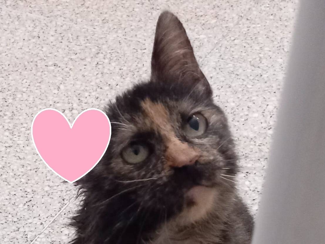 Adotta un gatto, taglia non valida, femmina, Varese