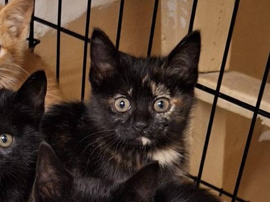 Adozione gatto, femmina, Razza sconosciuta Razza sconosciuta, 3 mesi, taglia non valida, Genova