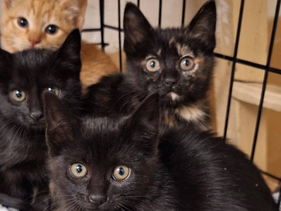 Adotta un gatto, femmina, 3 mesi, Genova