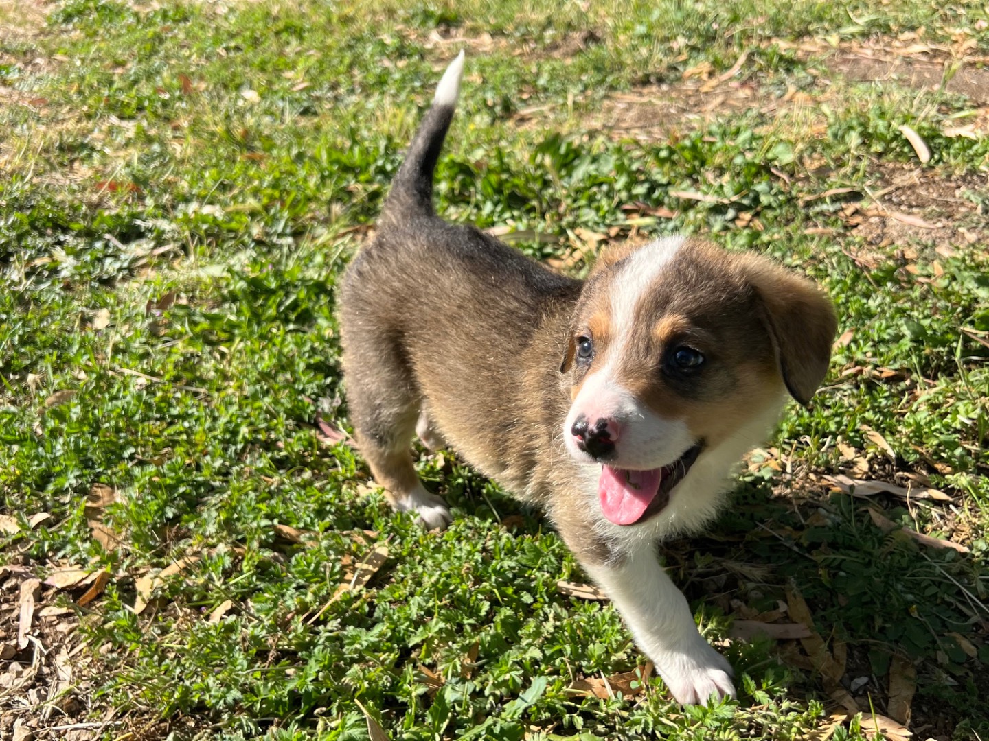 Adozione cane, maschio, Razza sconosciuta Razza sconosciuta, 1 mesi, taglia media, Roma