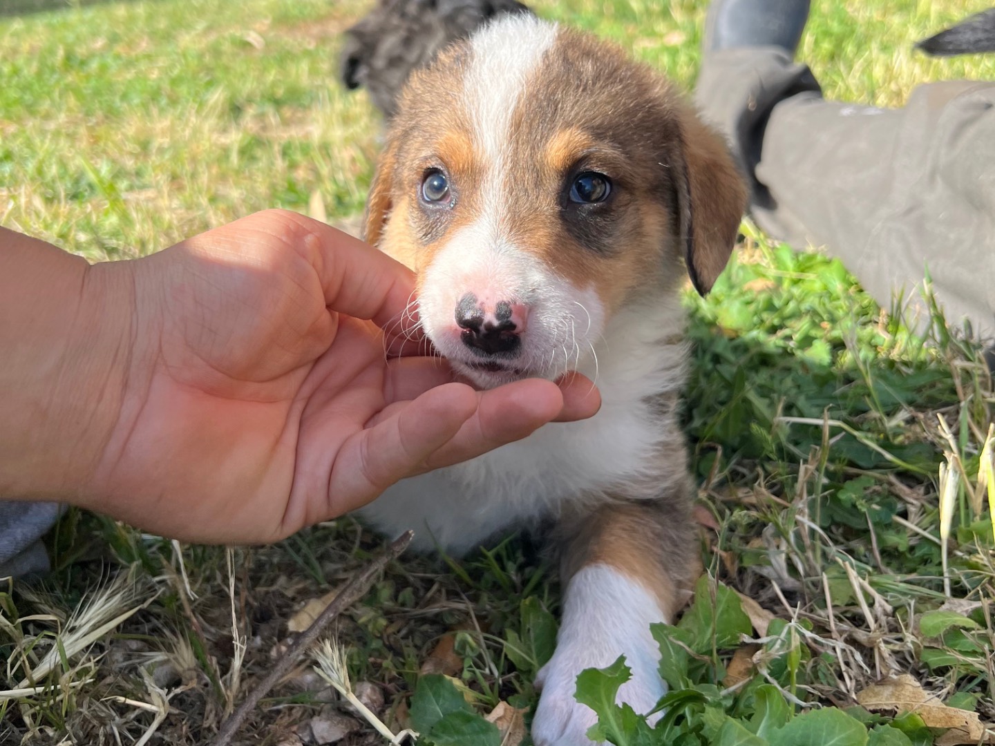 Adotta un cane, maschio, 1 mesi, Roma