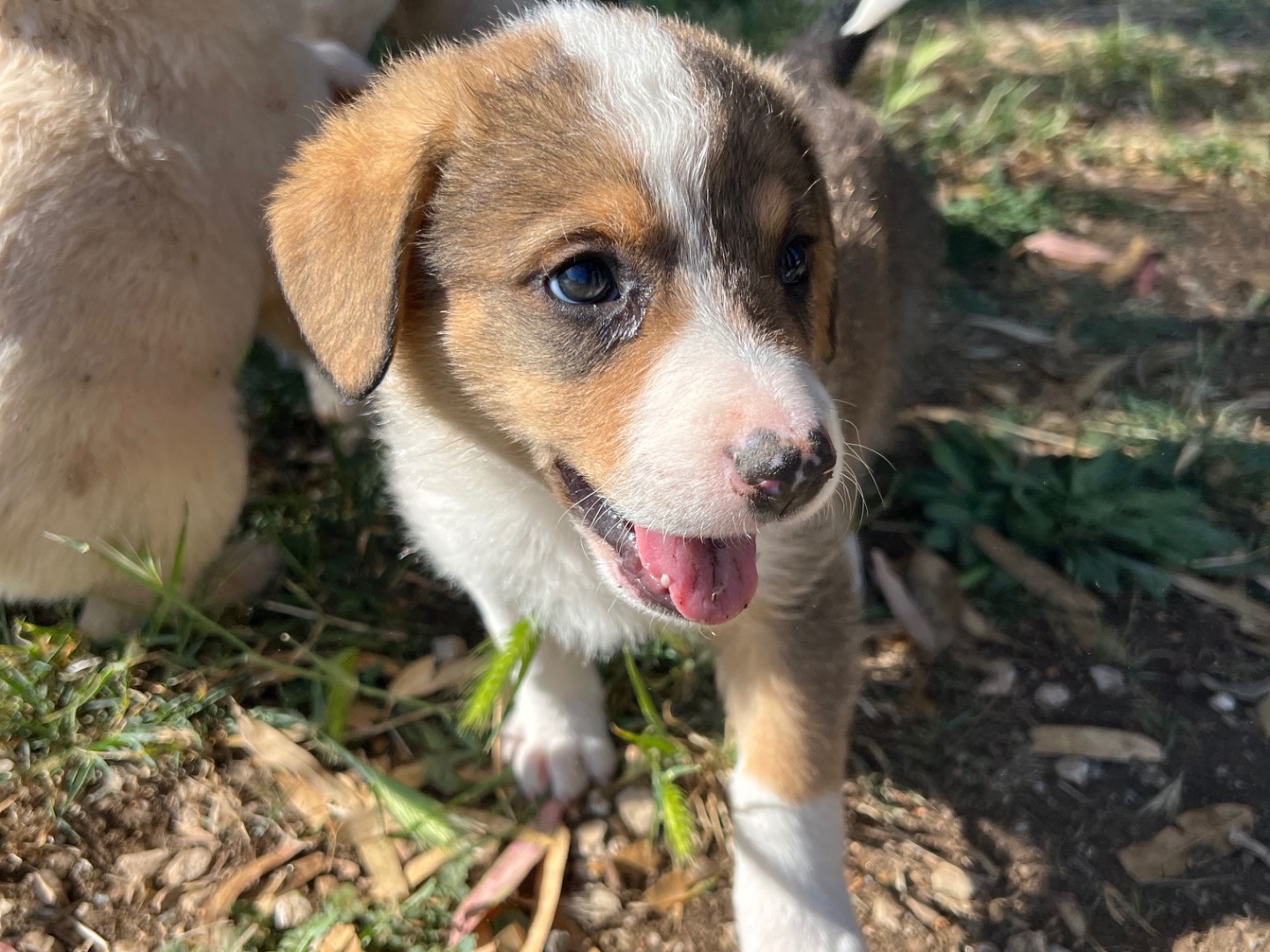 Adotta un cane, taglia media, maschio, Roma