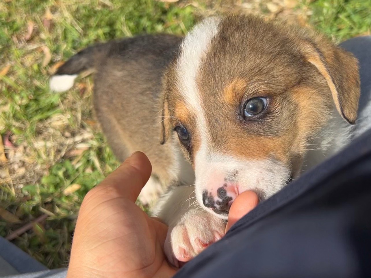 Vuoi adottare un cane a Roma?