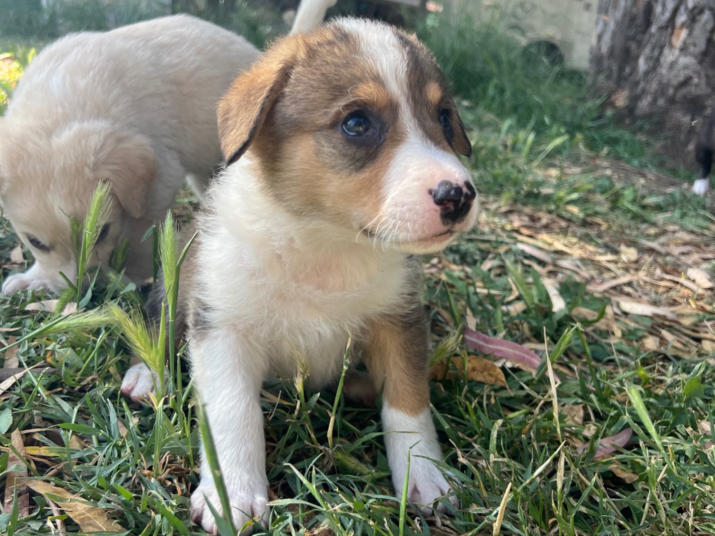 Adotta il cane Heros a Roma