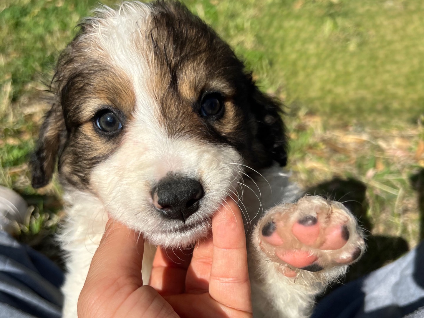 Adozione cane, maschio, Razza sconosciuta Razza sconosciuta, 1 mesi, taglia media, Roma