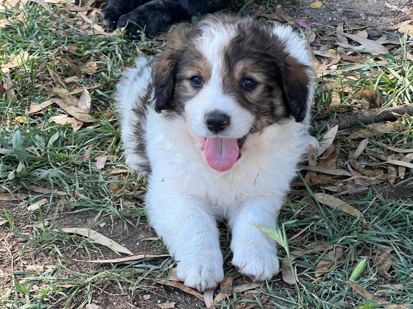 Adotta un cane, maschio, 1 mesi, Roma