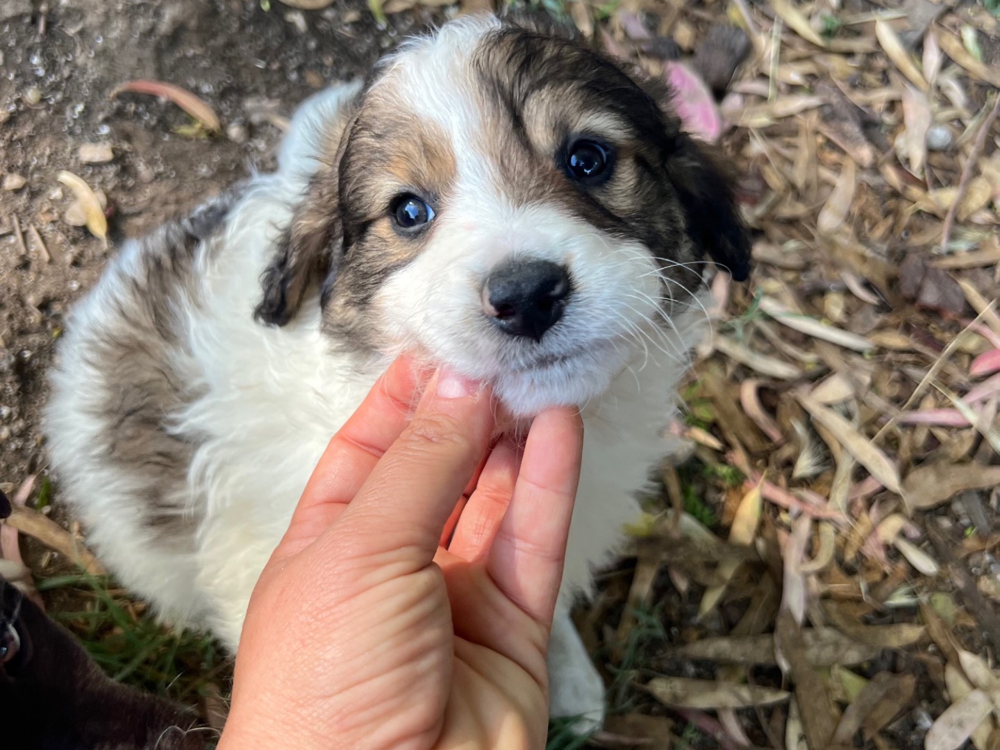 Adotta un cane, taglia media, maschio, Roma