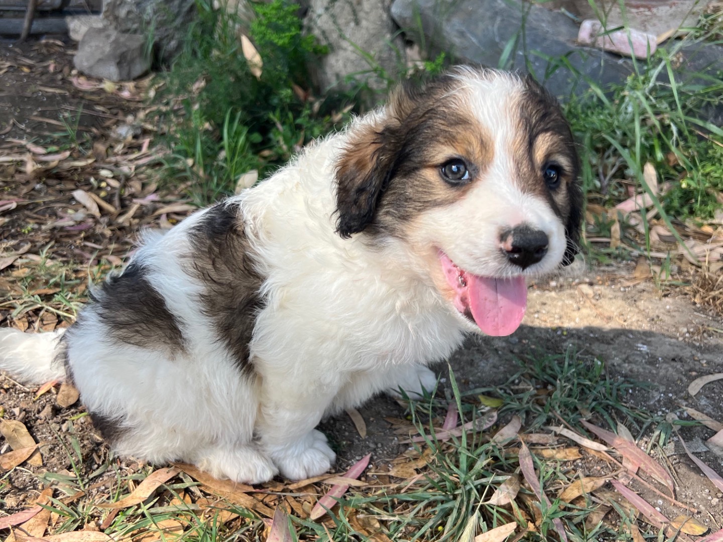 Vuoi adottare un cane a Roma?