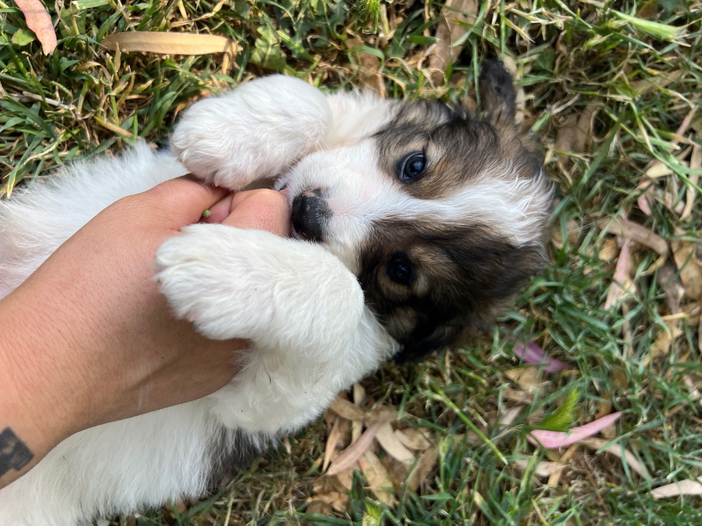 Adotta il cane Hermès  a Roma