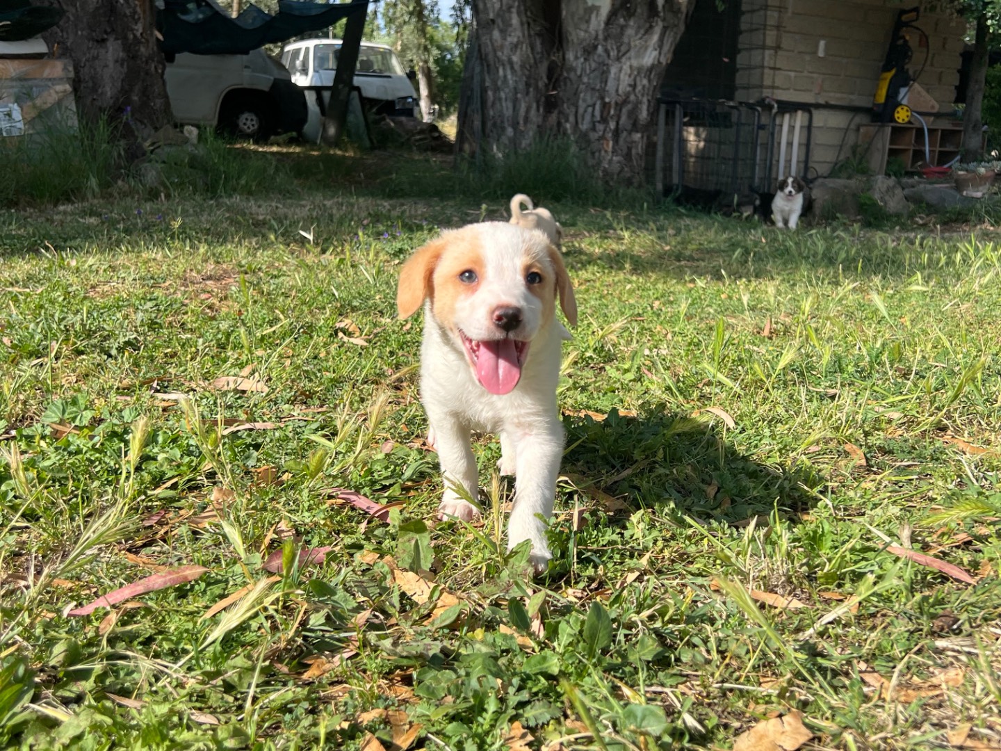 Adozione cane, femmina, Razza sconosciuta Razza sconosciuta, 1 mesi, taglia media contenuta, Roma