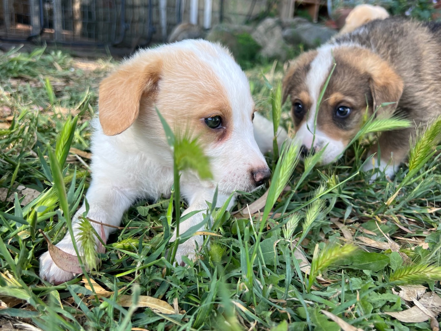 Adotta un cane, femmina, 1 mesi, Roma