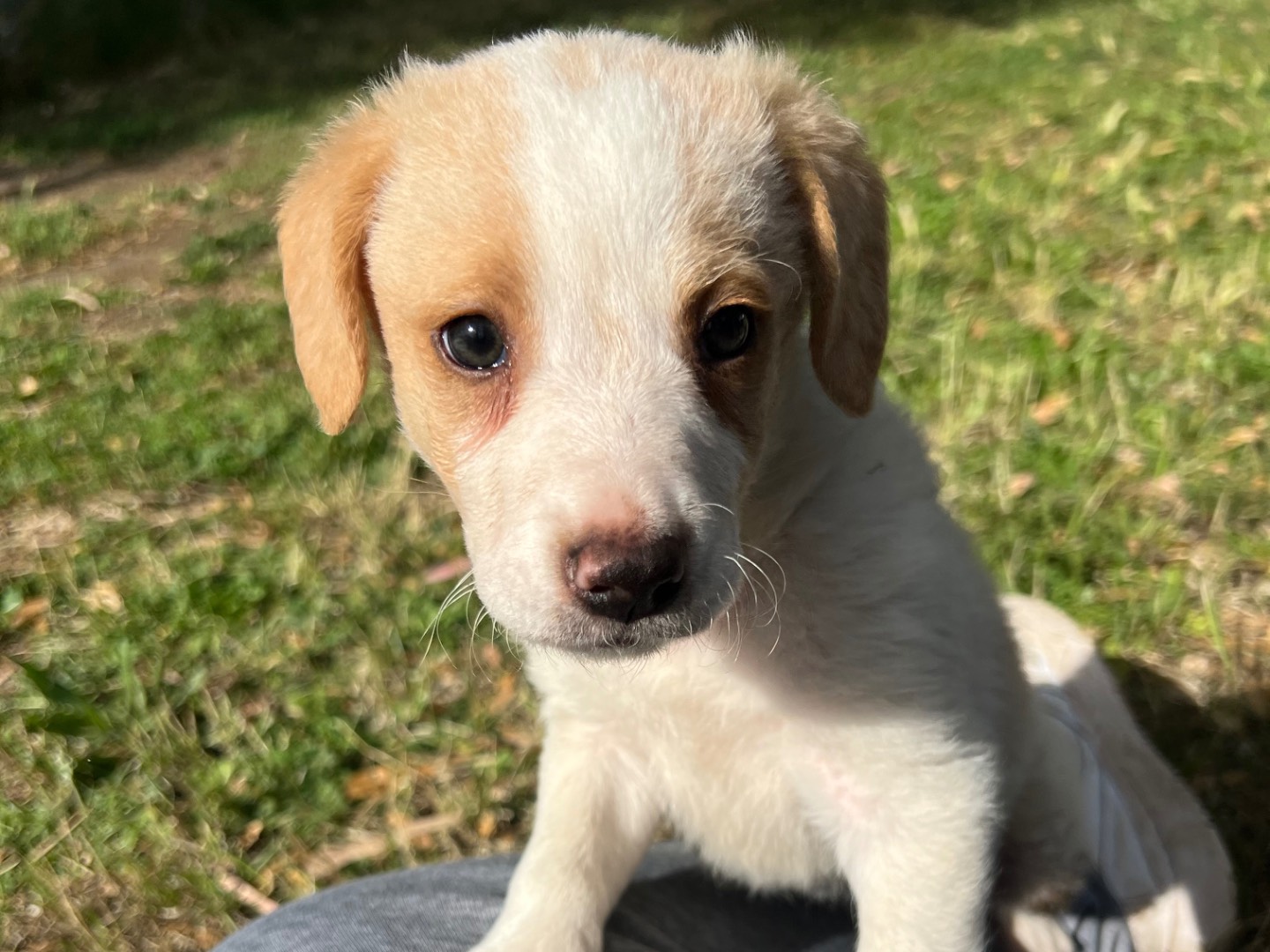Adotta un cane, taglia media contenuta, femmina, Roma