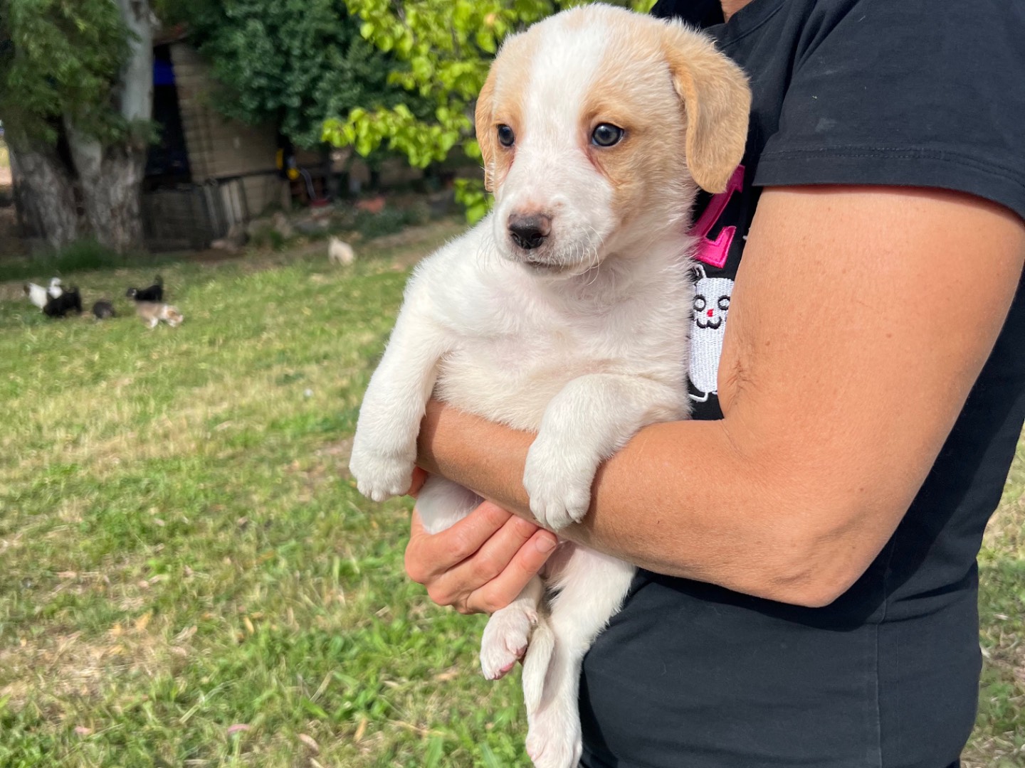Vuoi adottare un cane a Roma?