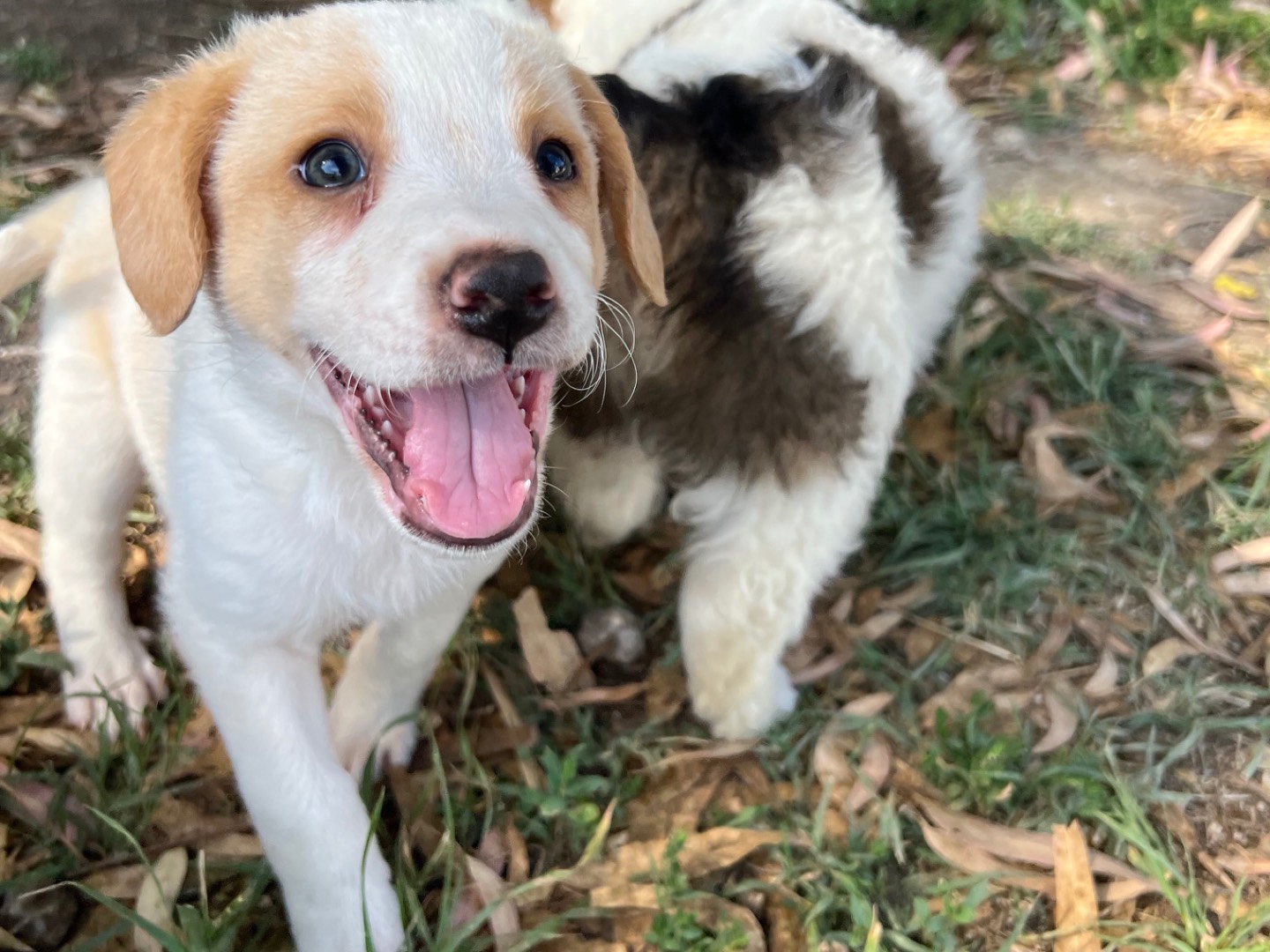 Adotta il cane Chloè  a Roma