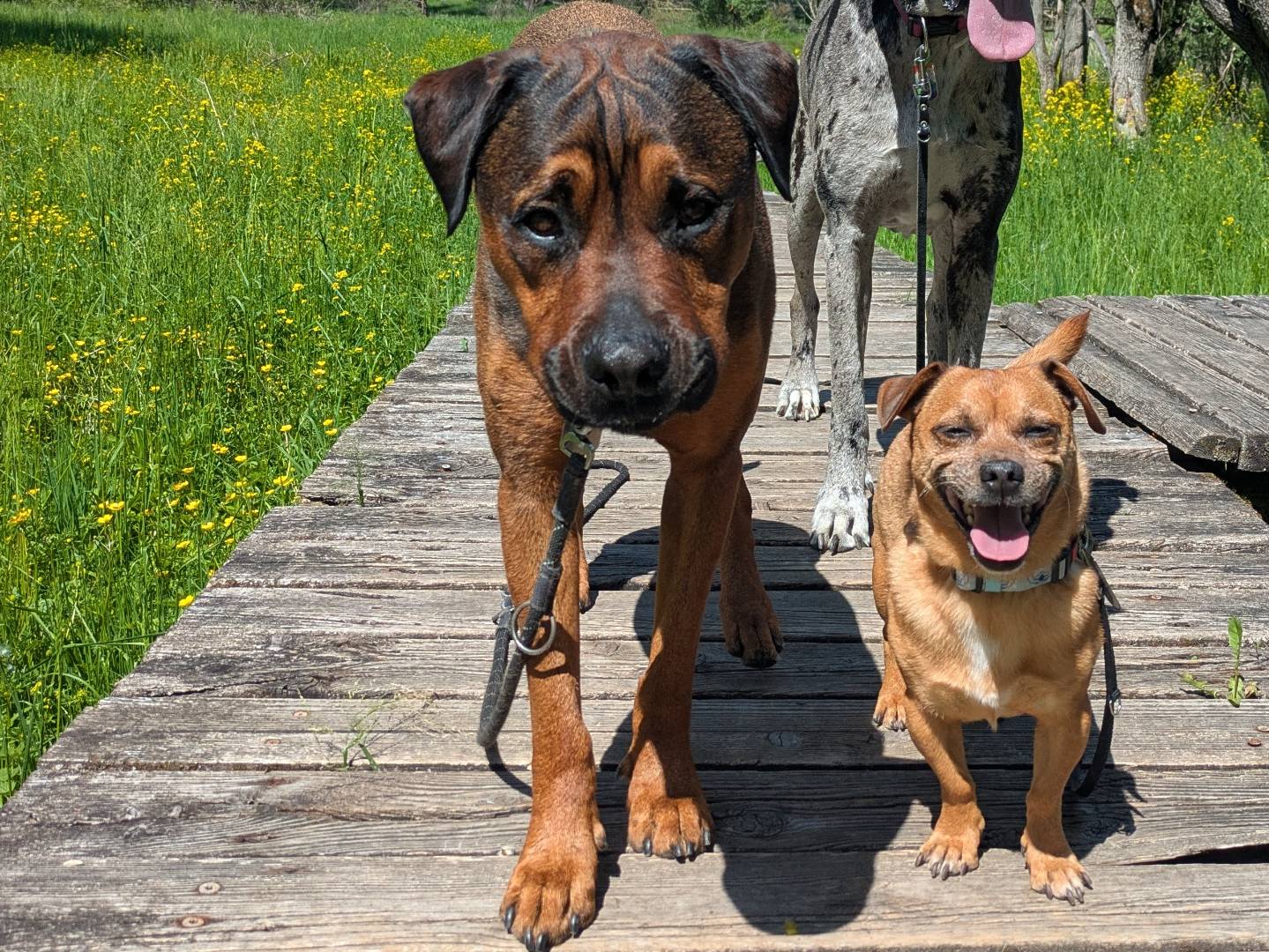 Adozione cane, maschio, Pitbull Rottweiler, 5 anni e 1 mese, taglia gigante, Verona