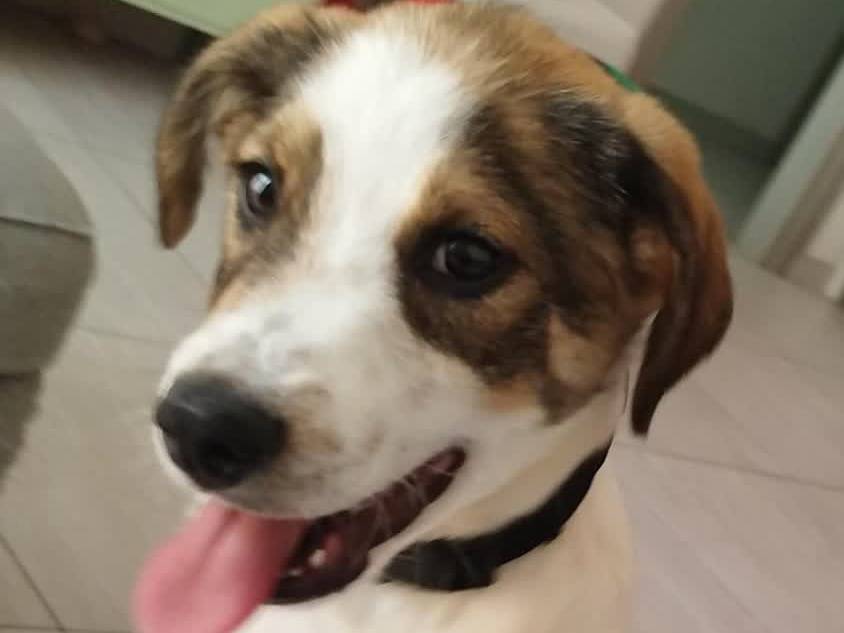 Adozione cane, maschio, Jack Russell Terrier Razza sconosciuta, 4 mesi, taglia media contenuta, Milano