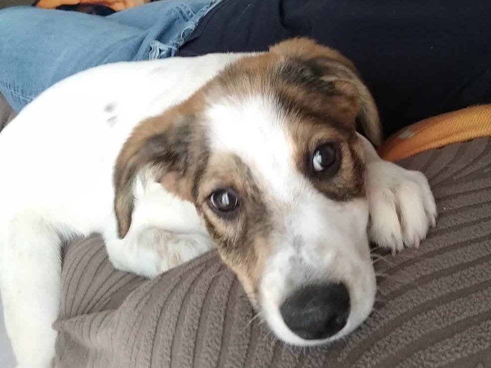 Adotta un cane, maschio, 4 mesi, Milano