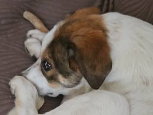 Adotta un cane, taglia media contenuta, maschio, Milano