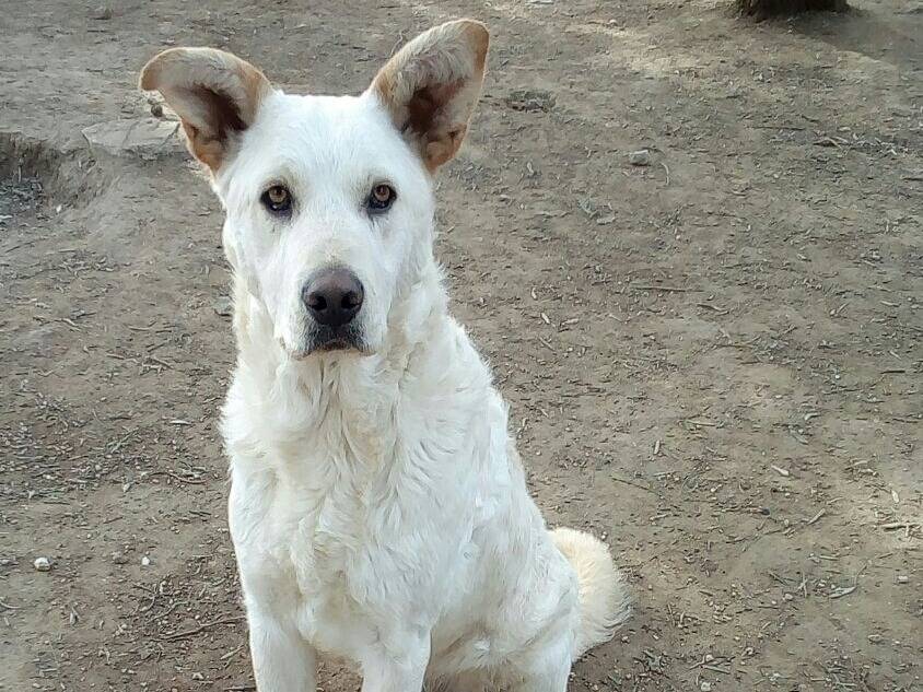 Adotta un cane, maschio, 9 anni e 4 mesi, Varese