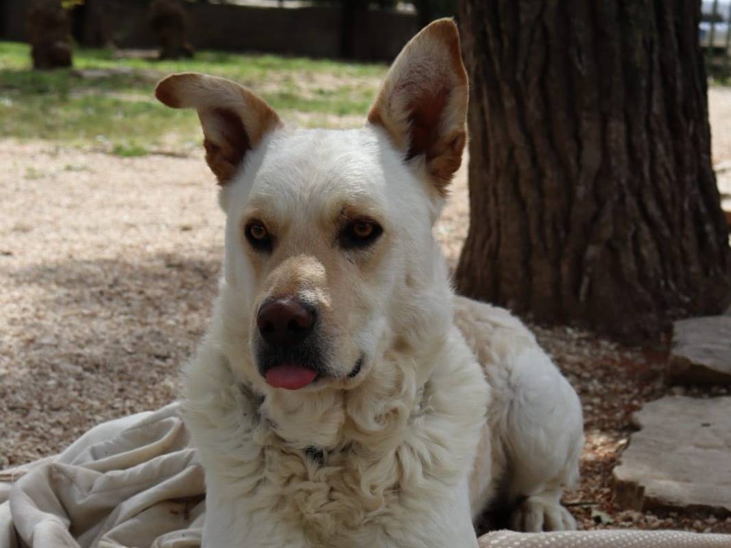 Adotta un cane, taglia grande, maschio, Varese