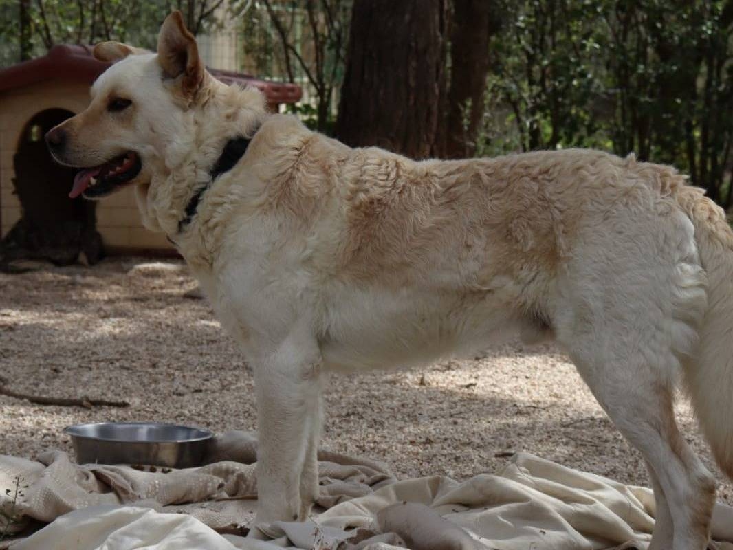 Vuoi adottare un cane a Varese?