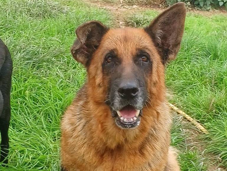 Adozione cane, femmina, Razza sconosciuta Razza sconosciuta, 6 anni e 7 mesi, taglia grande, Mantova