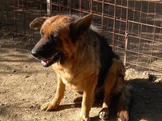 Adotta il cane Graziella a Mantova