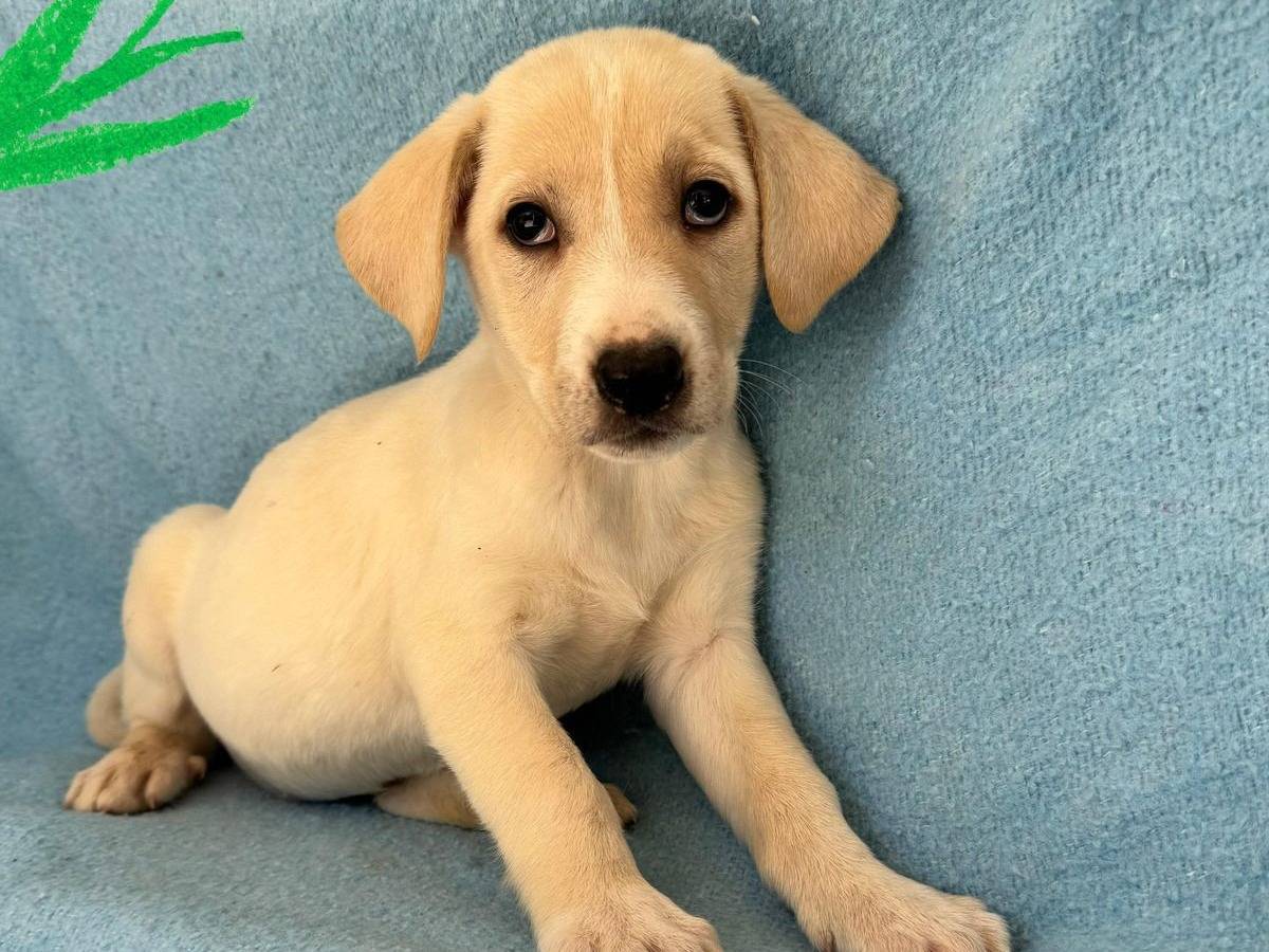 Adozione cane, femmina, Razza sconosciuta Razza sconosciuta, 2 settimane, taglia media contenuta, Barletta