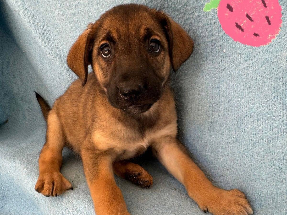 Adozione cane, femmina, Razza sconosciuta Razza sconosciuta, 1 mesi, taglia media contenuta, Barletta