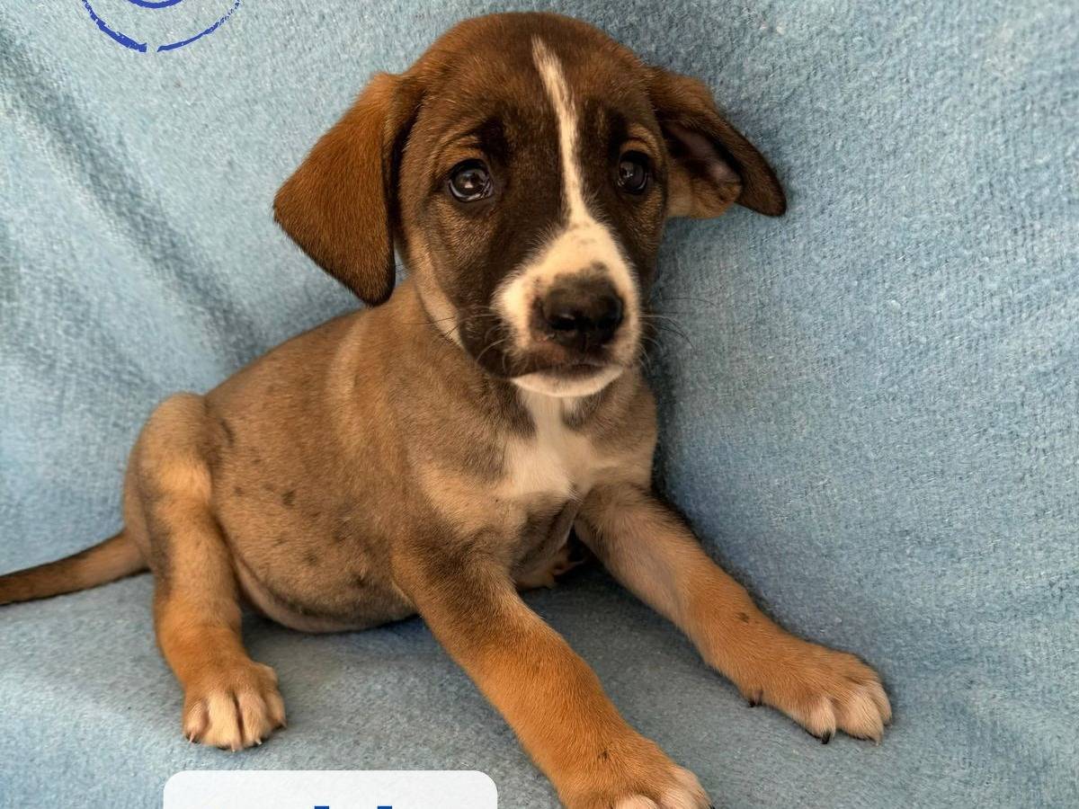 Adozione cane, maschio, Razza sconosciuta Razza sconosciuta, 1 mesi, taglia media contenuta, Barletta