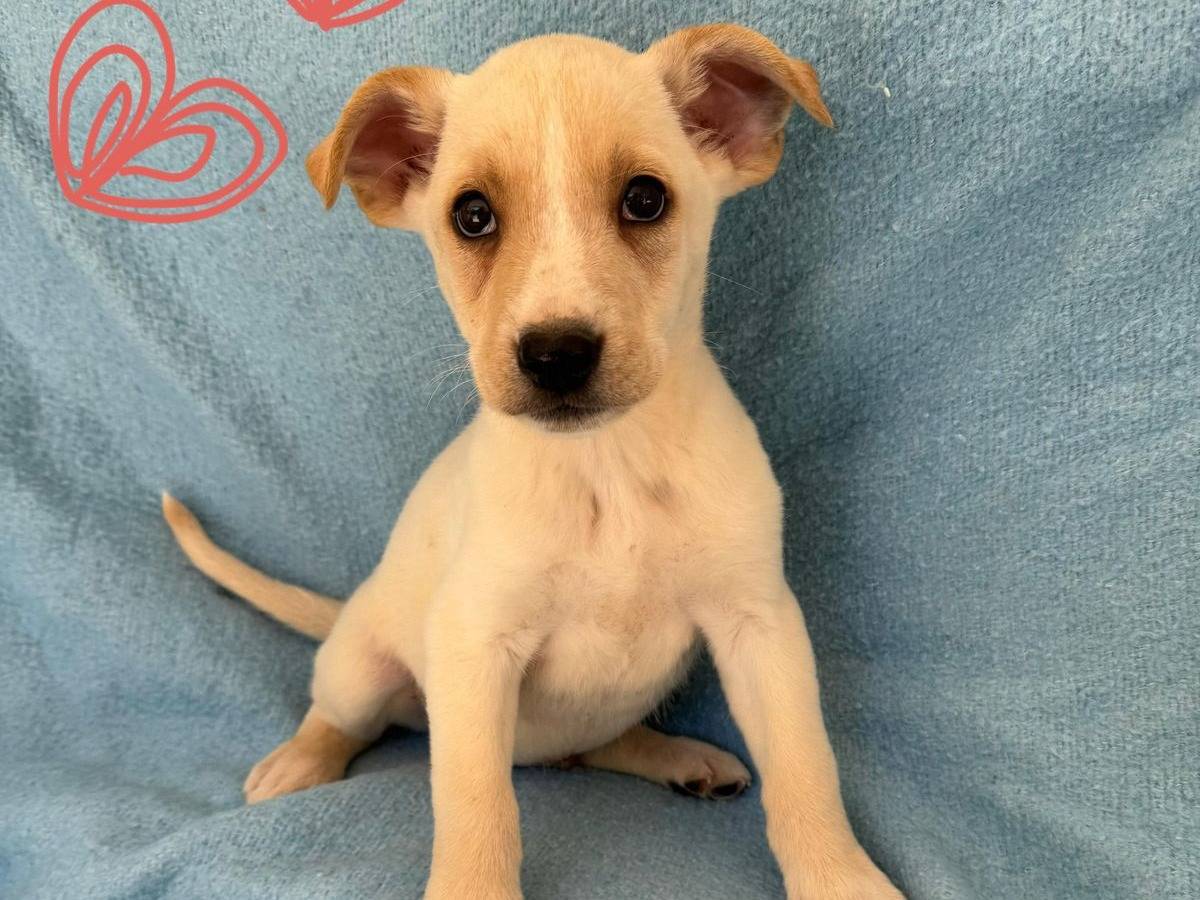 Adozione cane, maschio, Razza sconosciuta Razza sconosciuta, 1 mesi, taglia media contenuta, Barletta