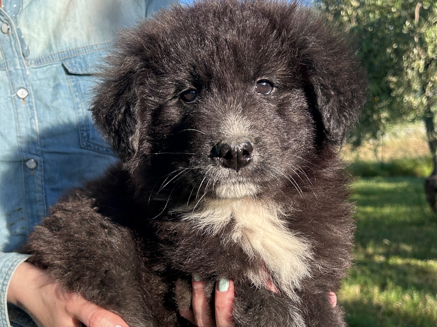 Adotta un cane, maschio, 2 mesi, Chieti