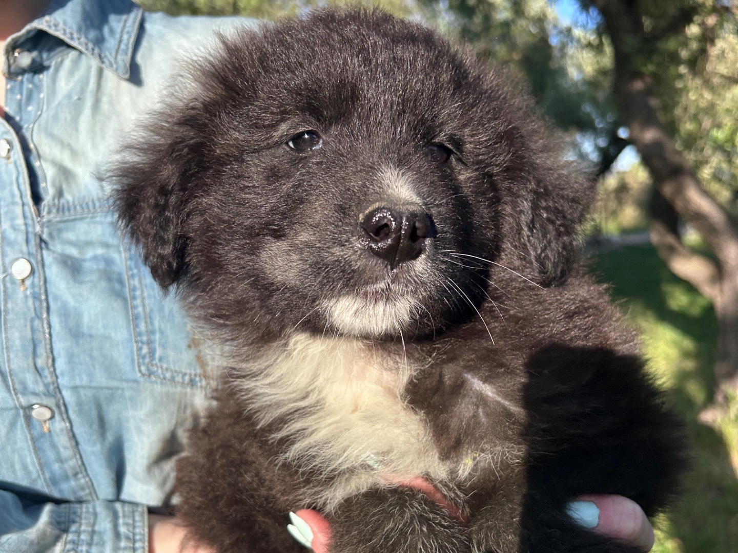 Adotta un cane, taglia gigante, maschio, Chieti