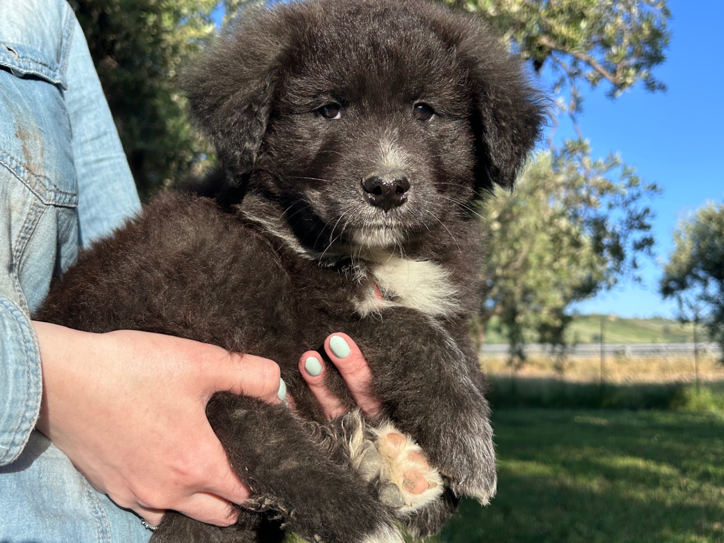Adozione cane, maschio, Razza sconosciuta Razza sconosciuta, 2 mesi, taglia gigante, Chieti