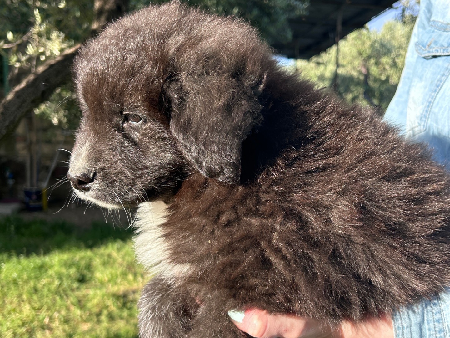Vuoi adottare un cane a Chieti?