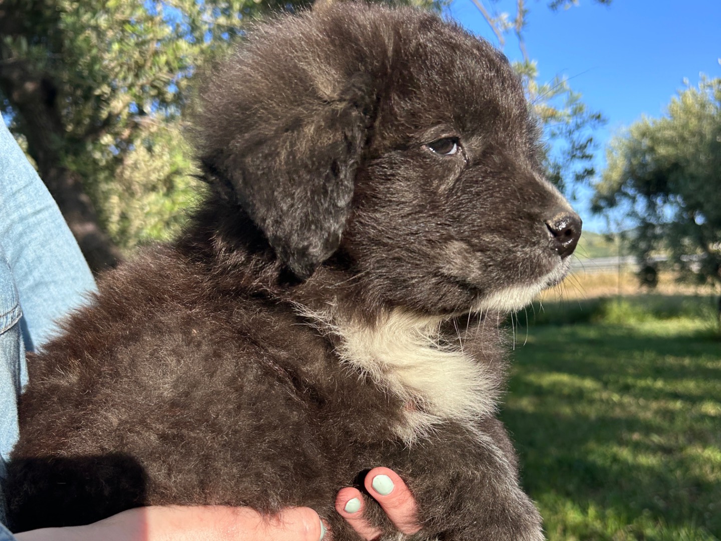 Adotta il cane Ulisse  a Chieti