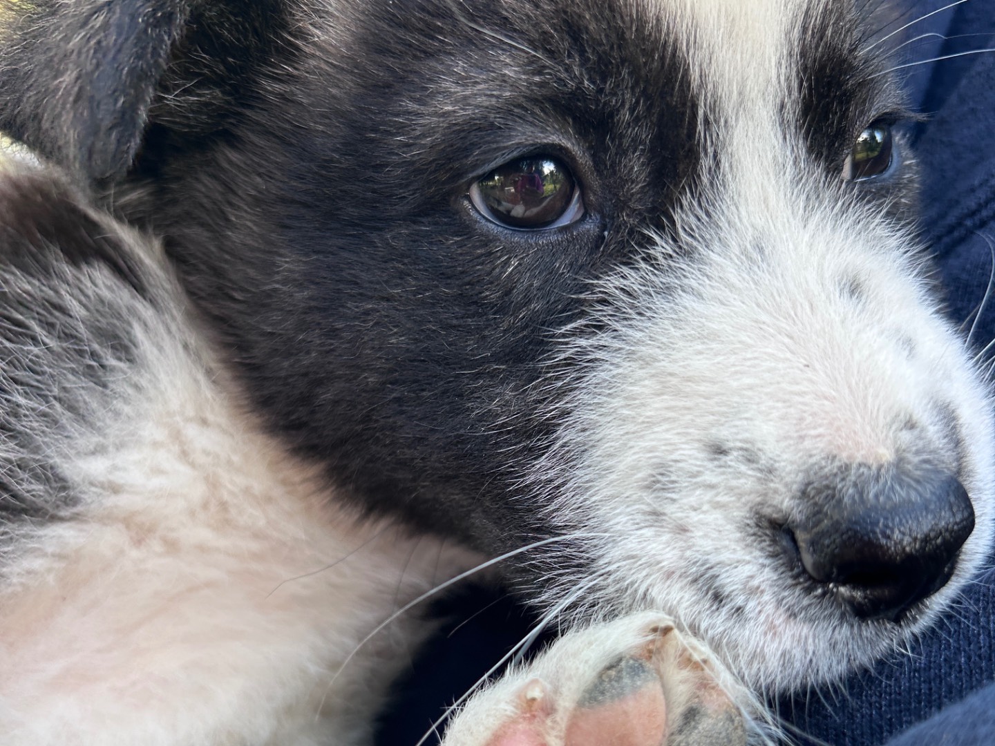 Vuoi adottare un cane a Chieti?