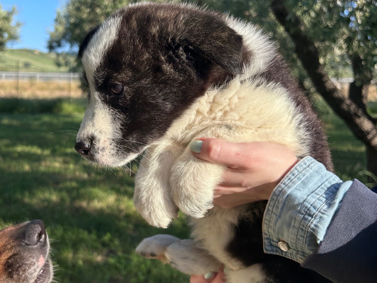 Adotta il cane Penelope a Chieti