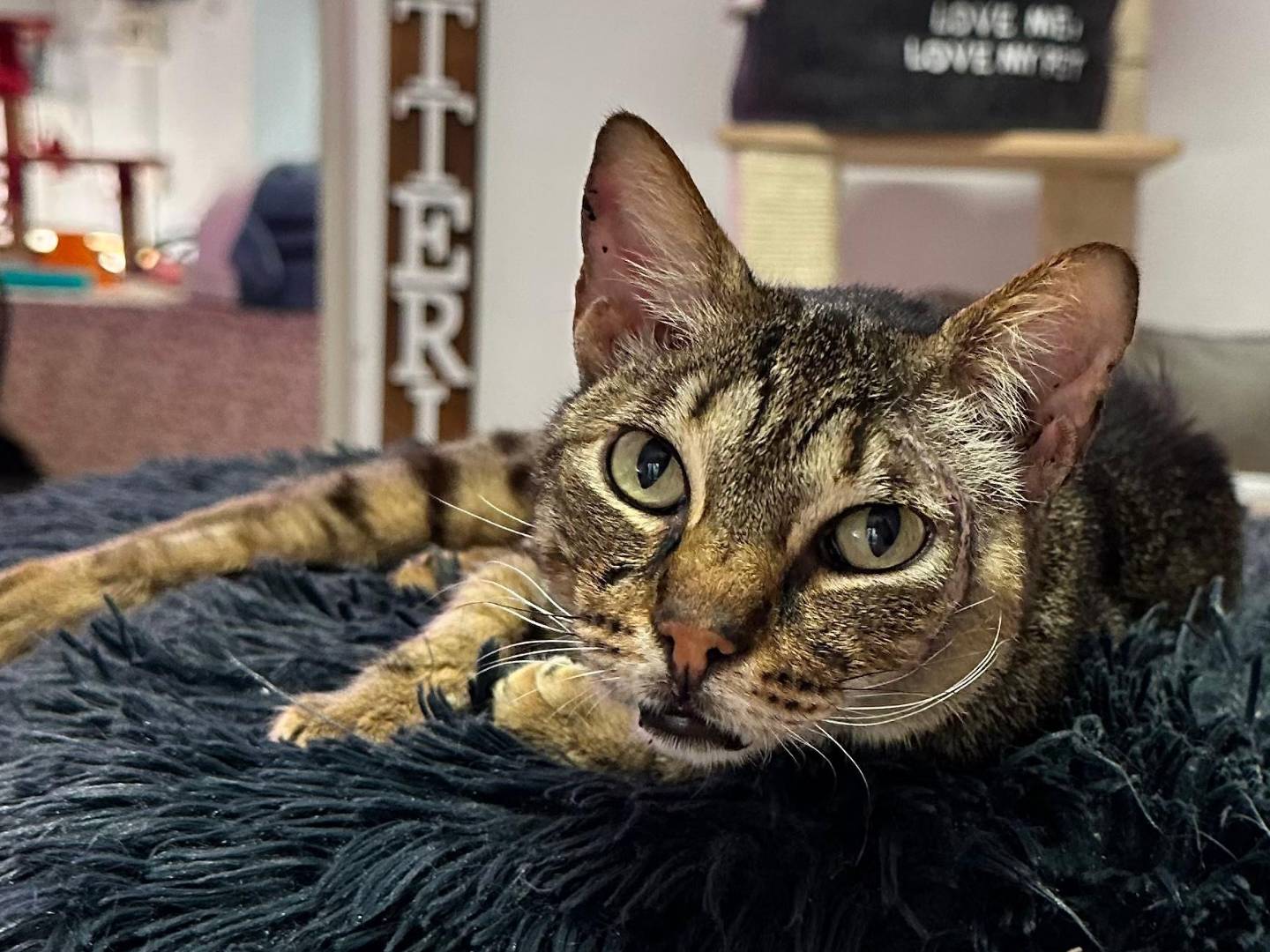 Adotta un gatto, maschio, 4 anni e 2 mesi, Viterbo