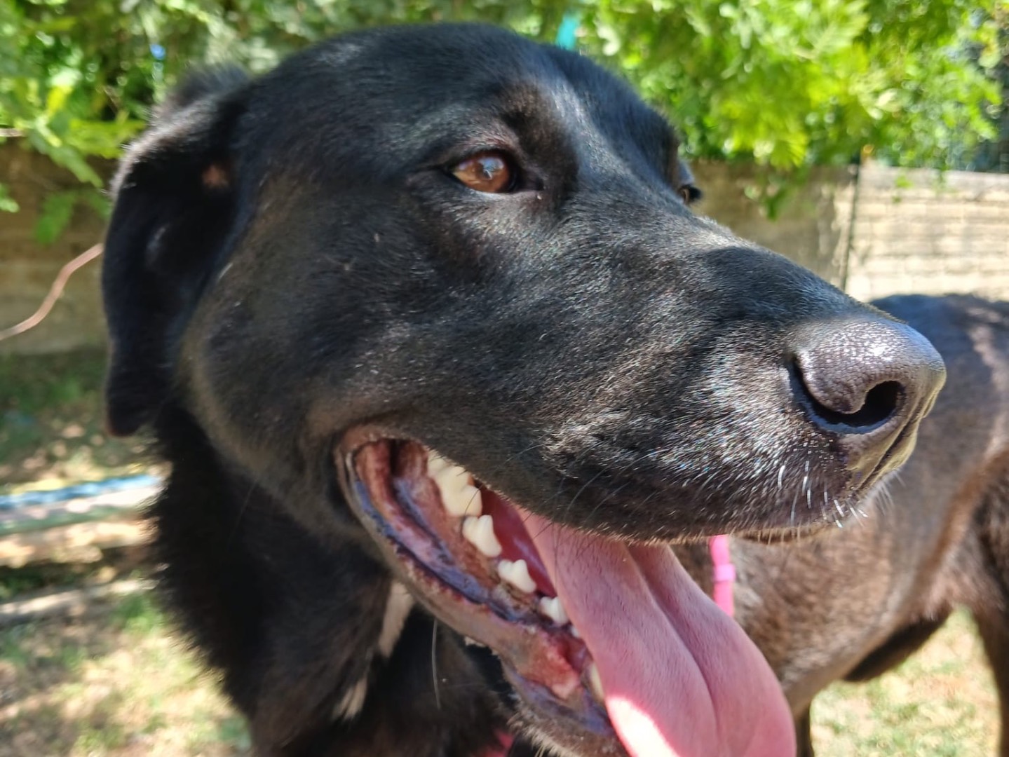 Adozione cane, femmina, Razza sconosciuta Razza sconosciuta, 1 anno e 2 mesi, taglia media, Napoli