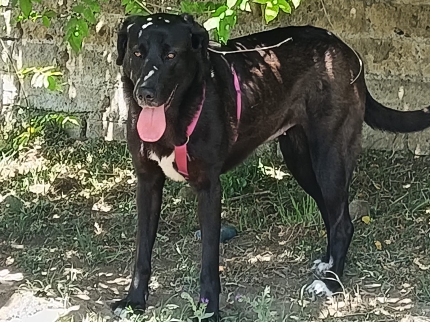 Adotta un cane, femmina, 1 anno e 2 mesi, Napoli