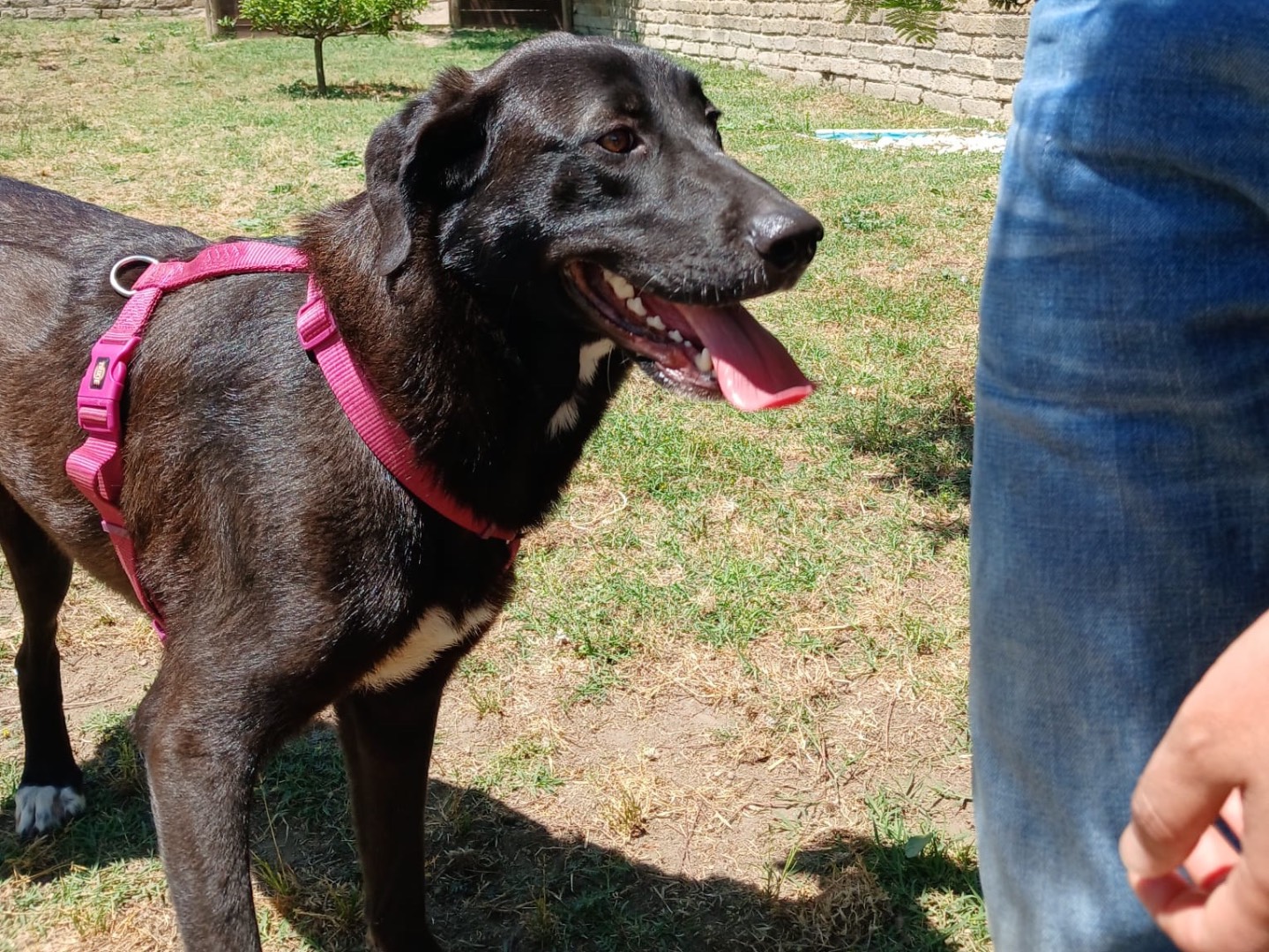 Adotta un cane, taglia media, femmina, Napoli
