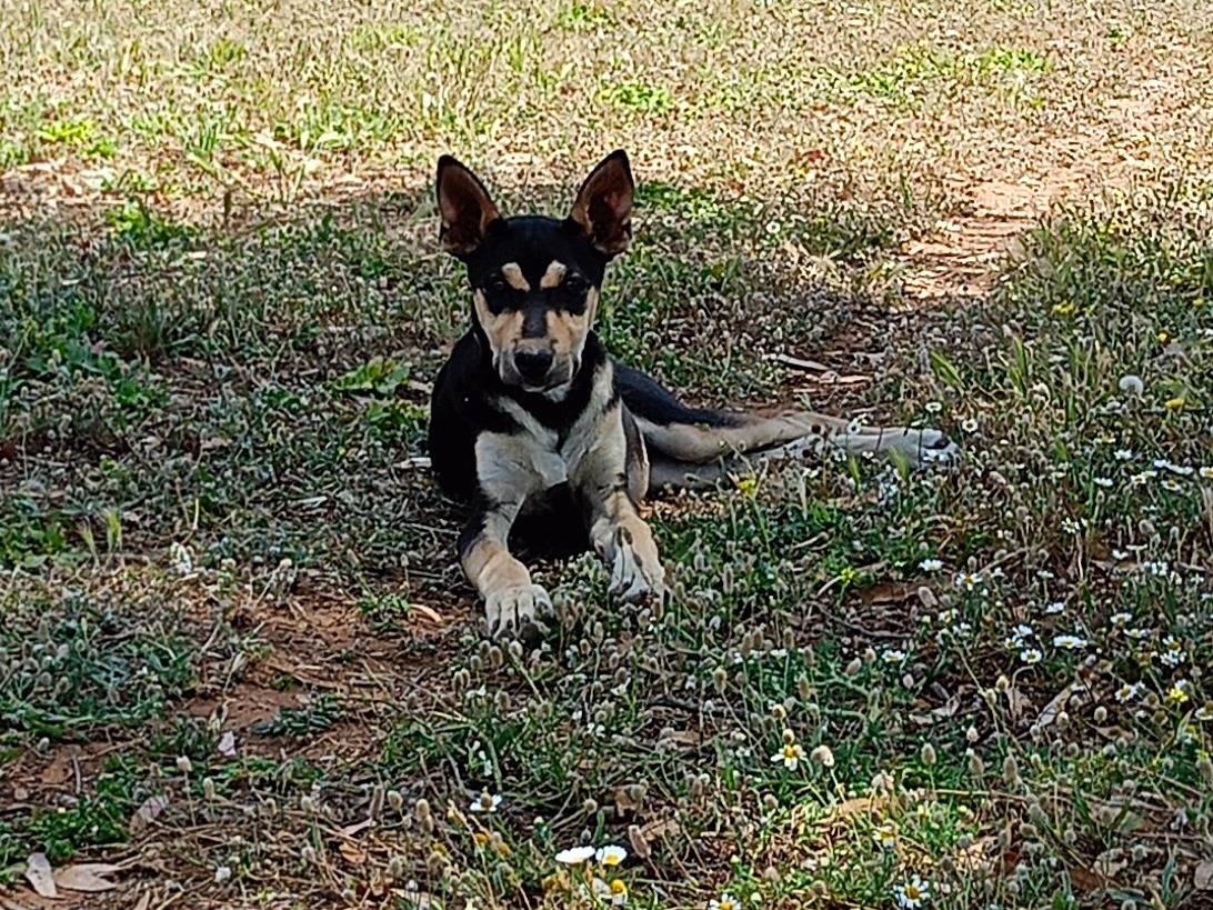 Adotta un cane, femmina, 5 mesi, Ragusa