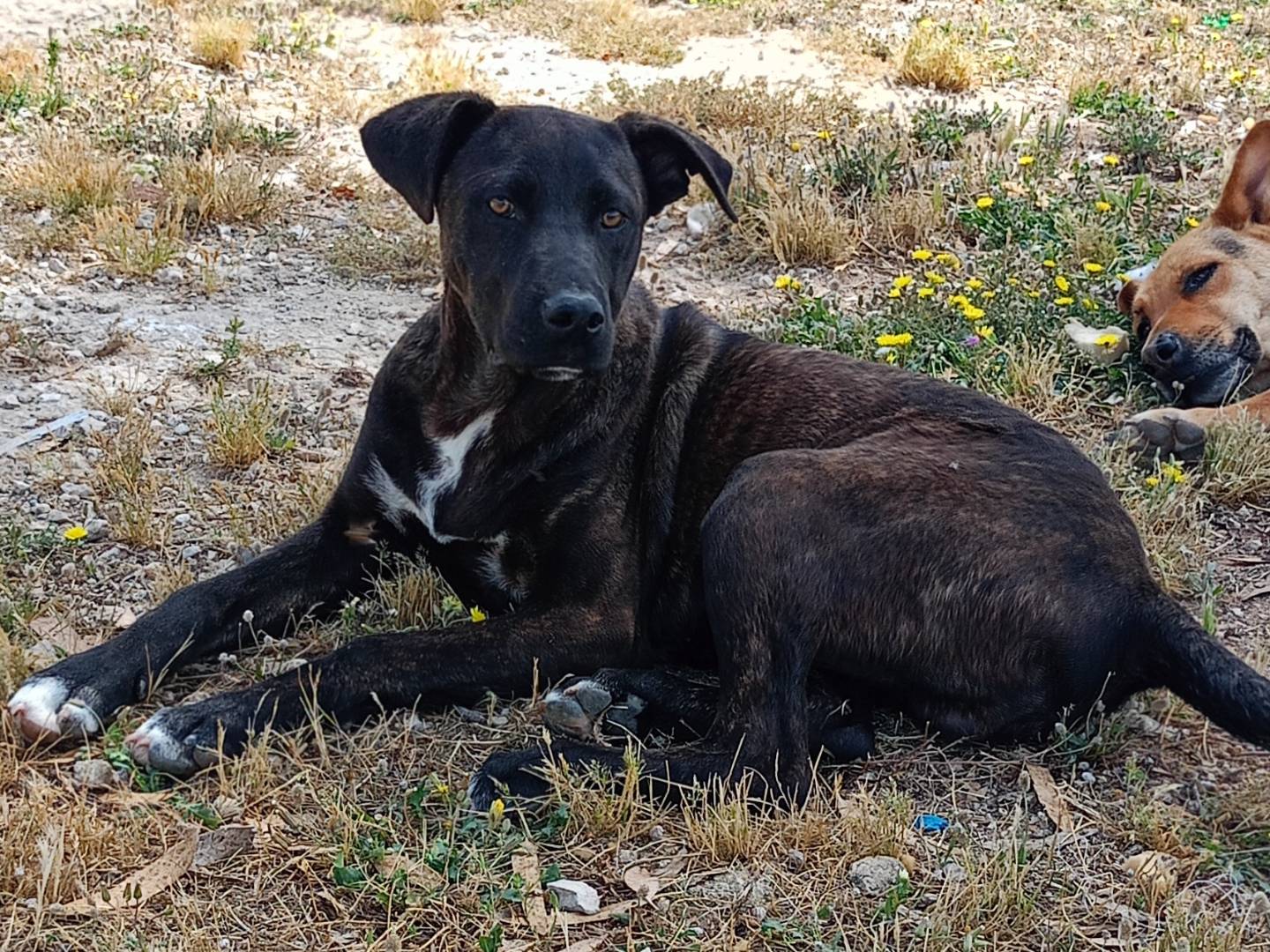 Adozione cane, maschio, Razza sconosciuta Razza sconosciuta, 7 mesi, taglia media contenuta, Ragusa