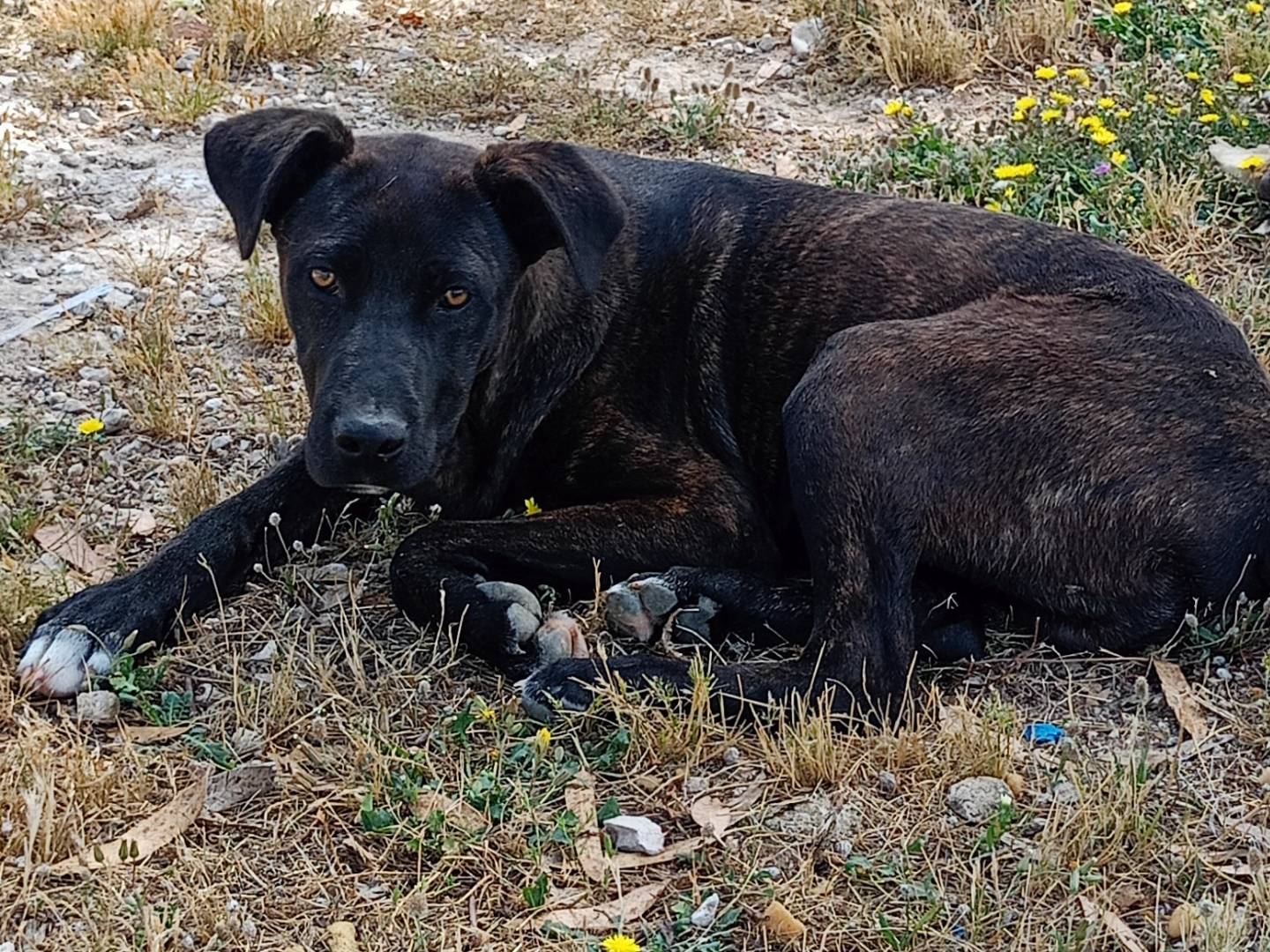 Adotta un cane, maschio, 7 mesi, Ragusa