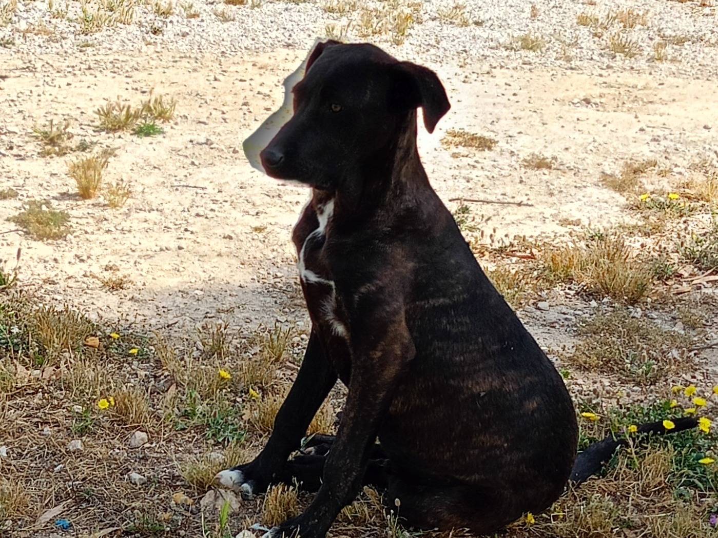 Vuoi adottare un cane a Ragusa?