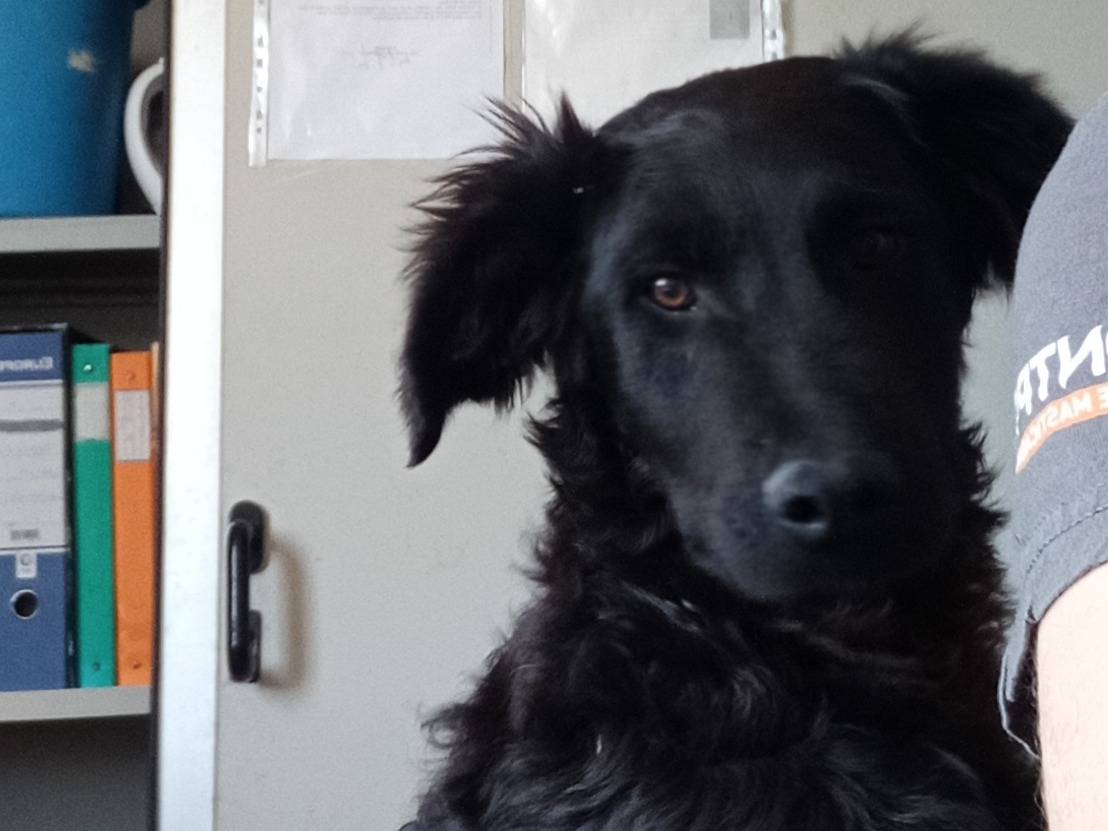 Adotta un cane, maschio, 7 mesi, Ragusa