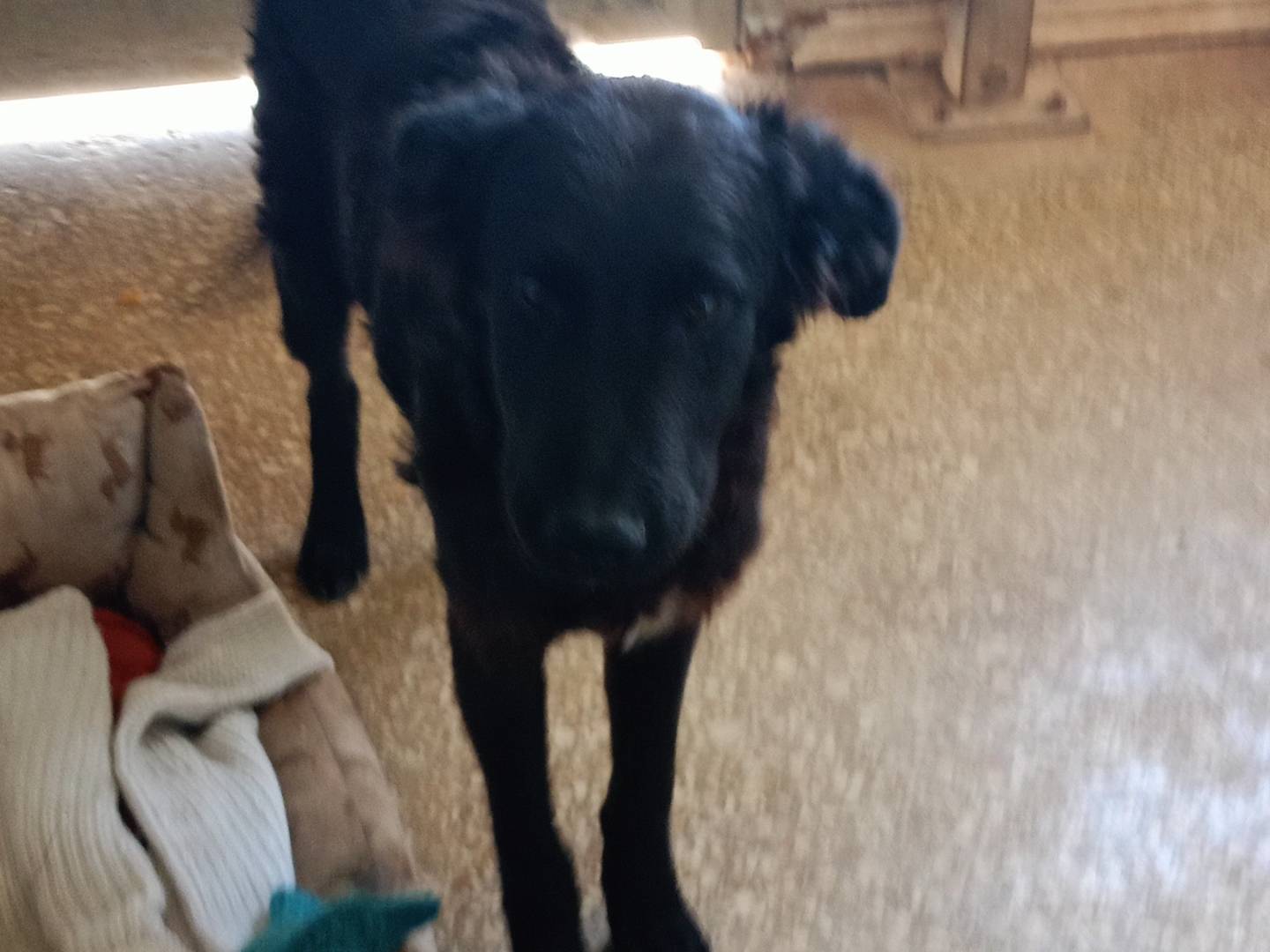 Adotta un cane, taglia media, maschio, Ragusa