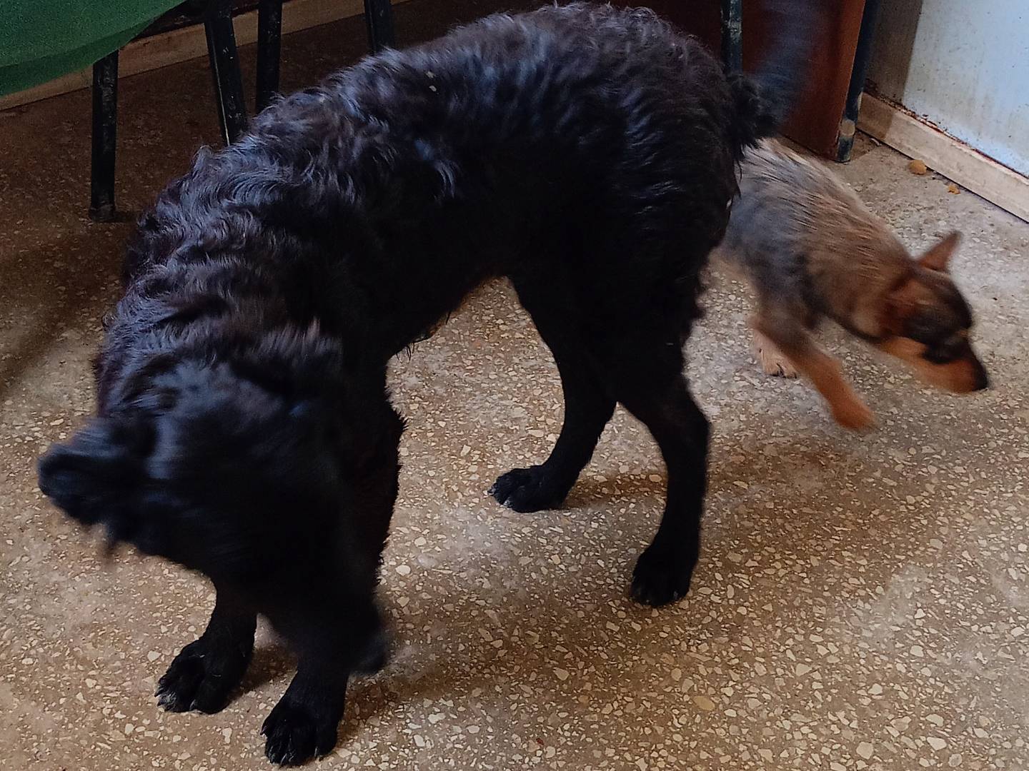 Vuoi adottare un cane a Ragusa?