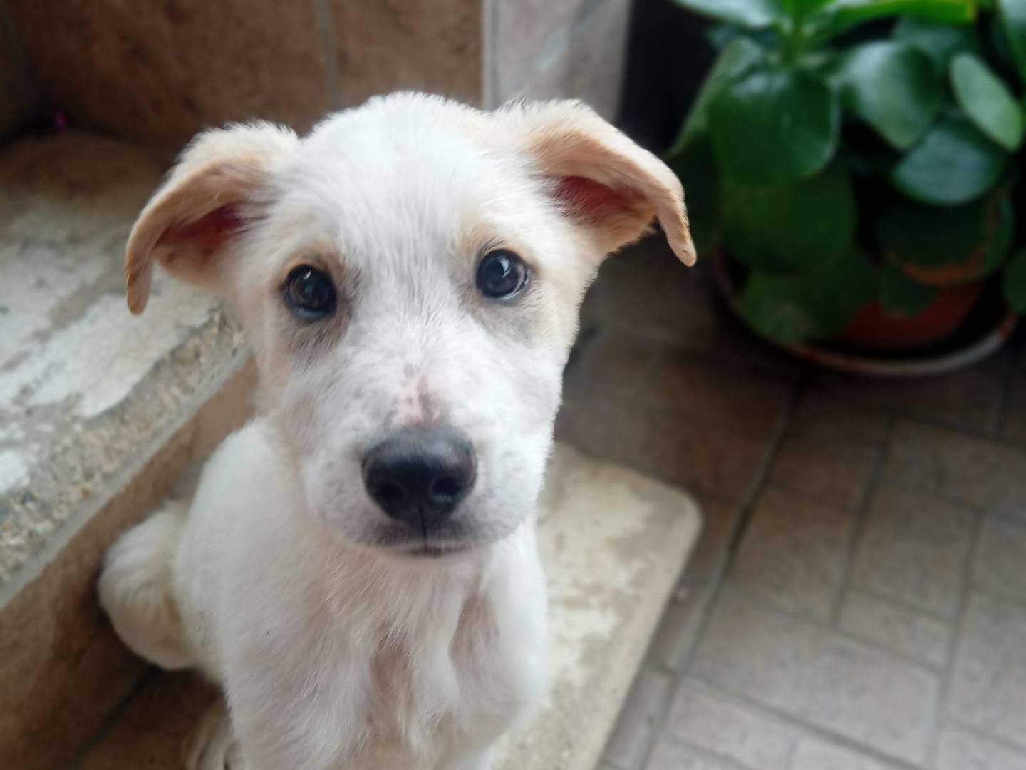 Adotta un cane, maschio, 4 mesi, Frosinone